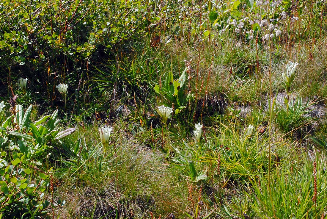 Image of Gentiana algida specimen.