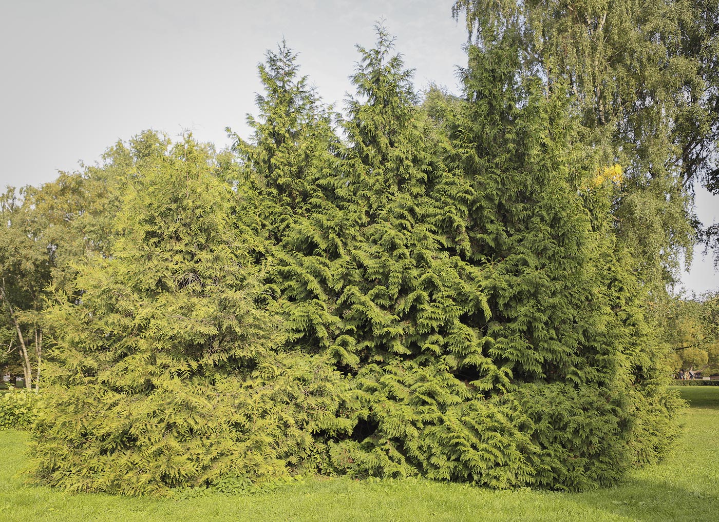 Image of Thuja plicata specimen.