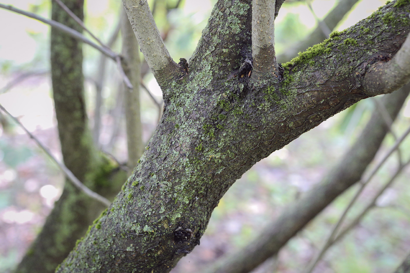 Изображение особи Sorbus intermedia.