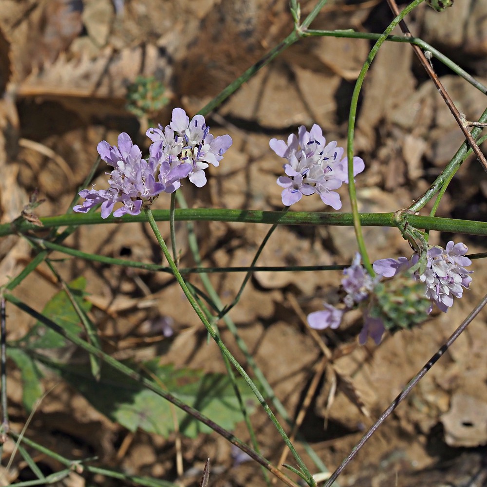 Изображение особи Cephalaria transsylvanica.