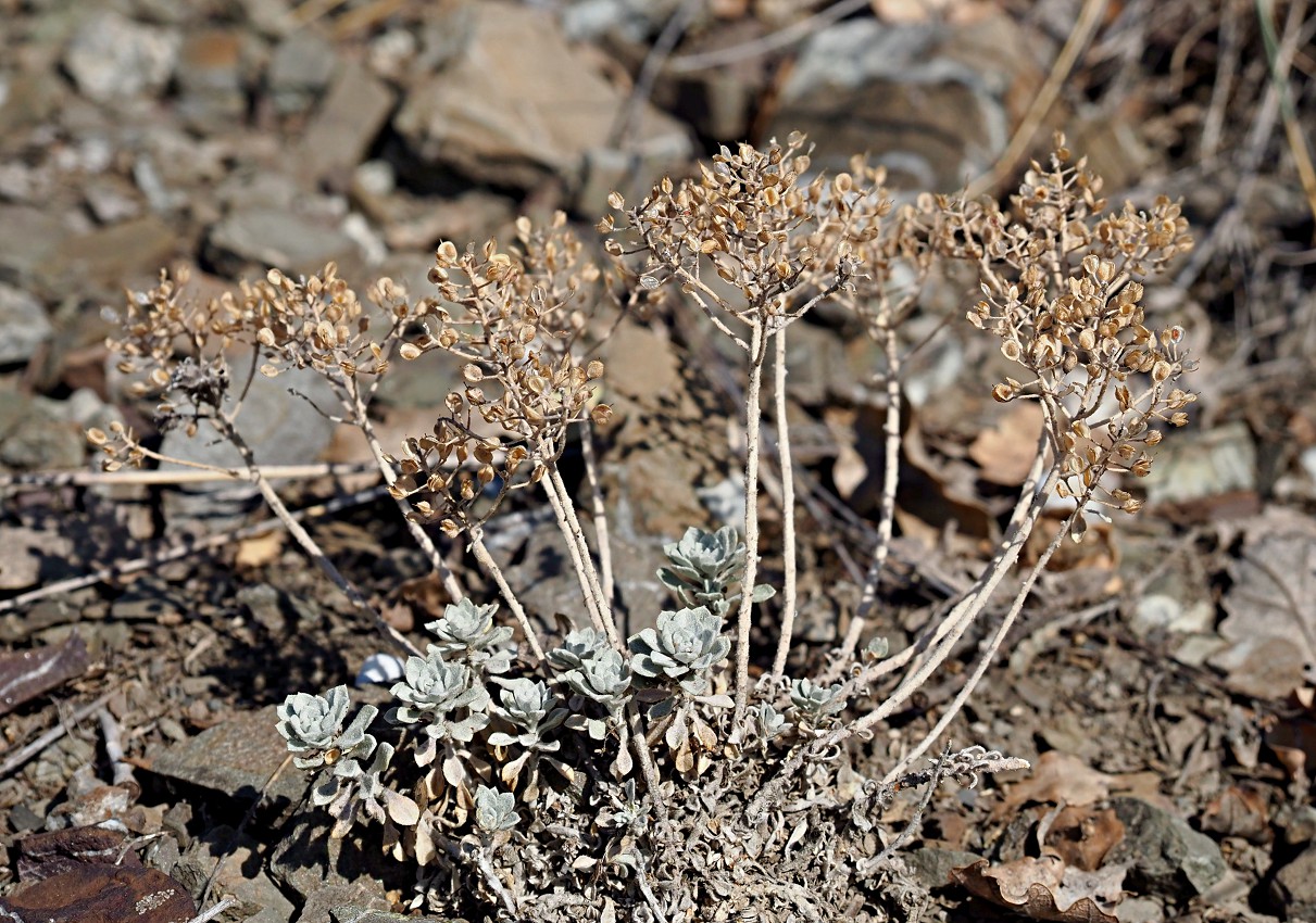 Image of Odontarrhena obtusifolia specimen.