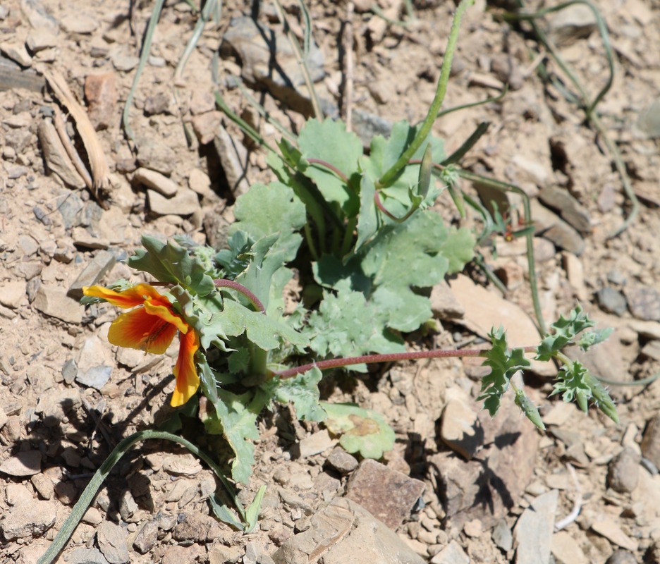 Изображение особи Glaucium corniculatum.