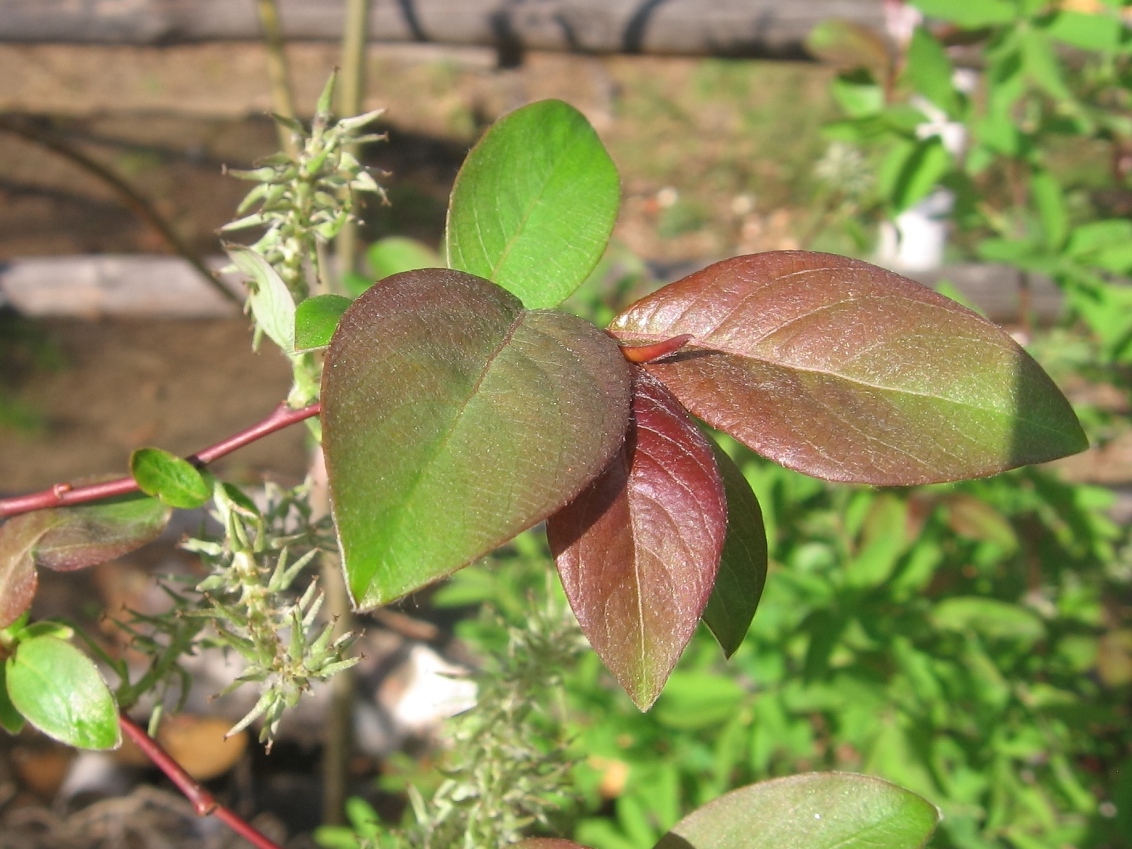 Image of Salix taraikensis specimen.