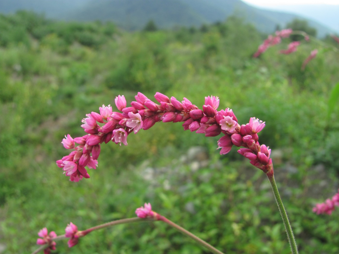 Image of Persicaria orientalis specimen.