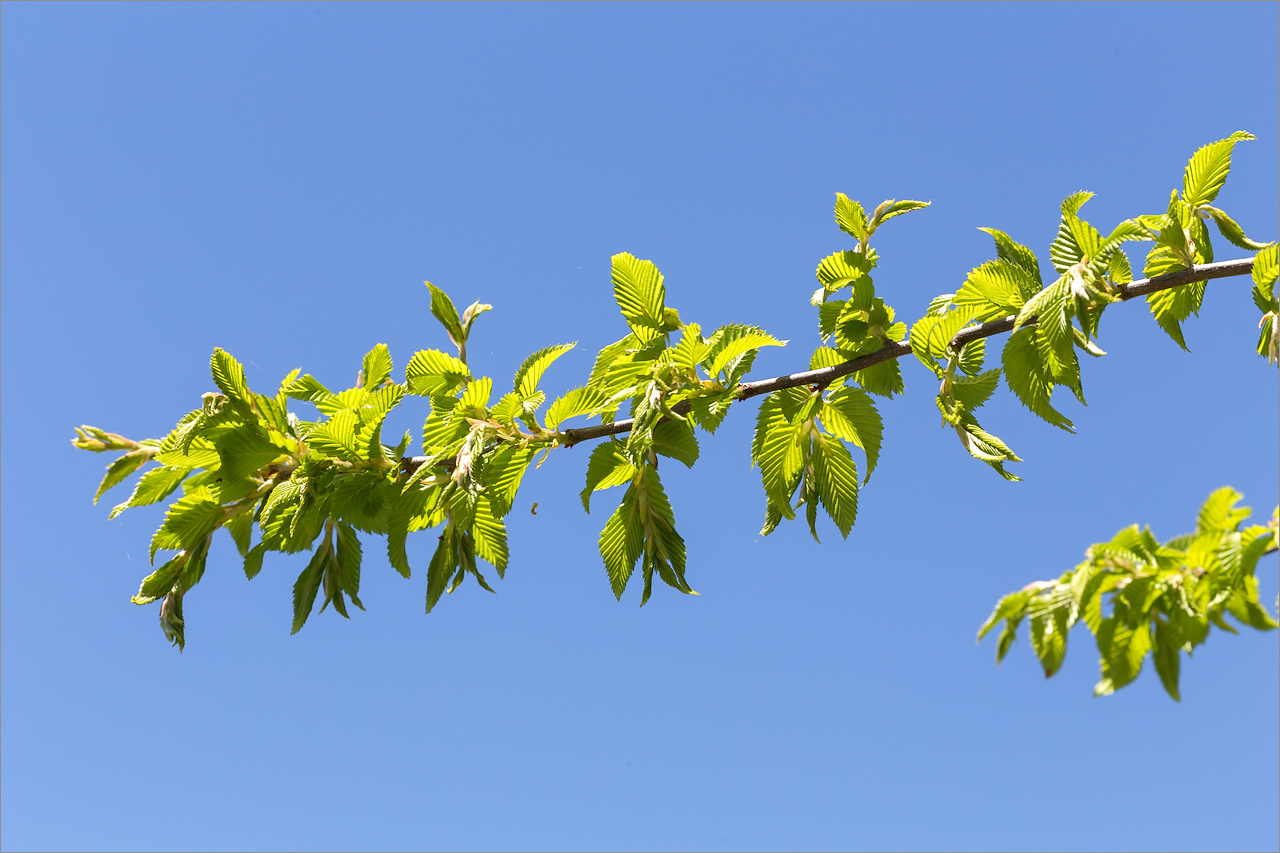 Image of genus Carpinus specimen.