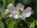 Malus domestica