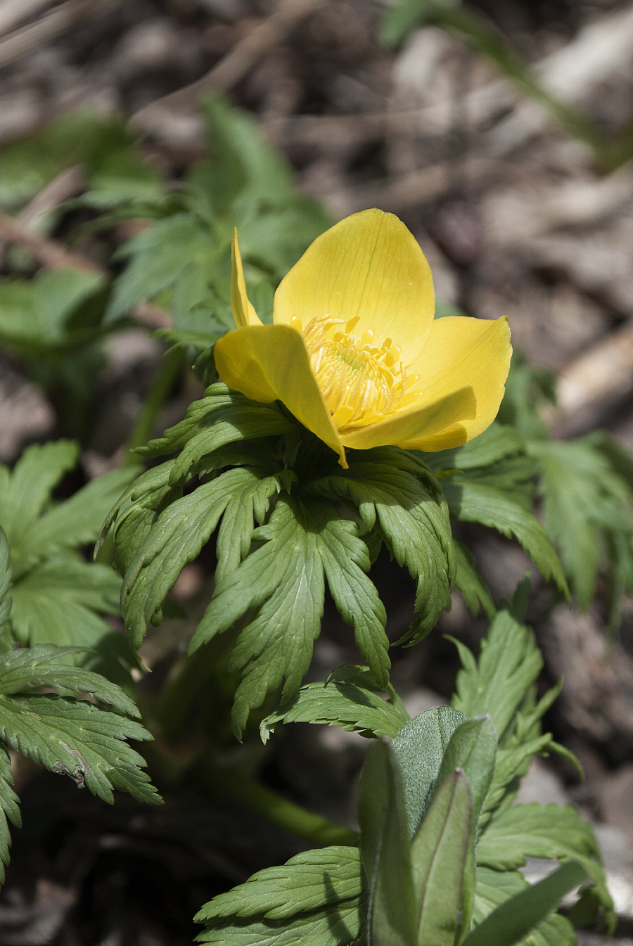 Image of Trollius ranunculinus specimen.