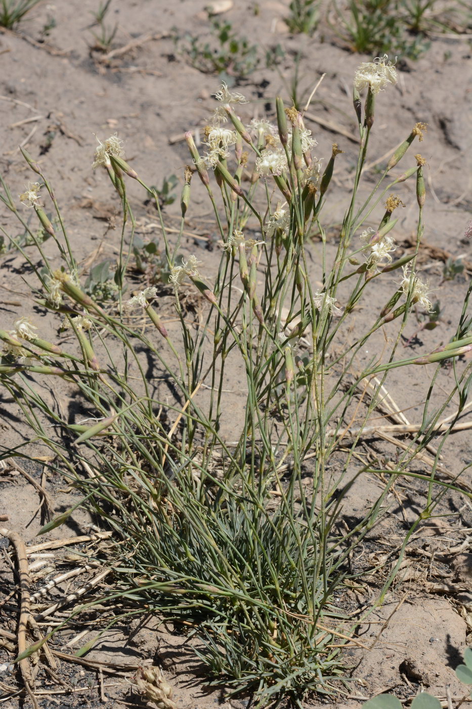 Image of Dianthus kuschakewiczii specimen.