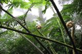 familia Cyatheaceae. Вайи. Филиппины, провинция Кесон, муниципалитет Канделария, заповедник \"Mount Banahaw de Lucban\". 12.11.2008.