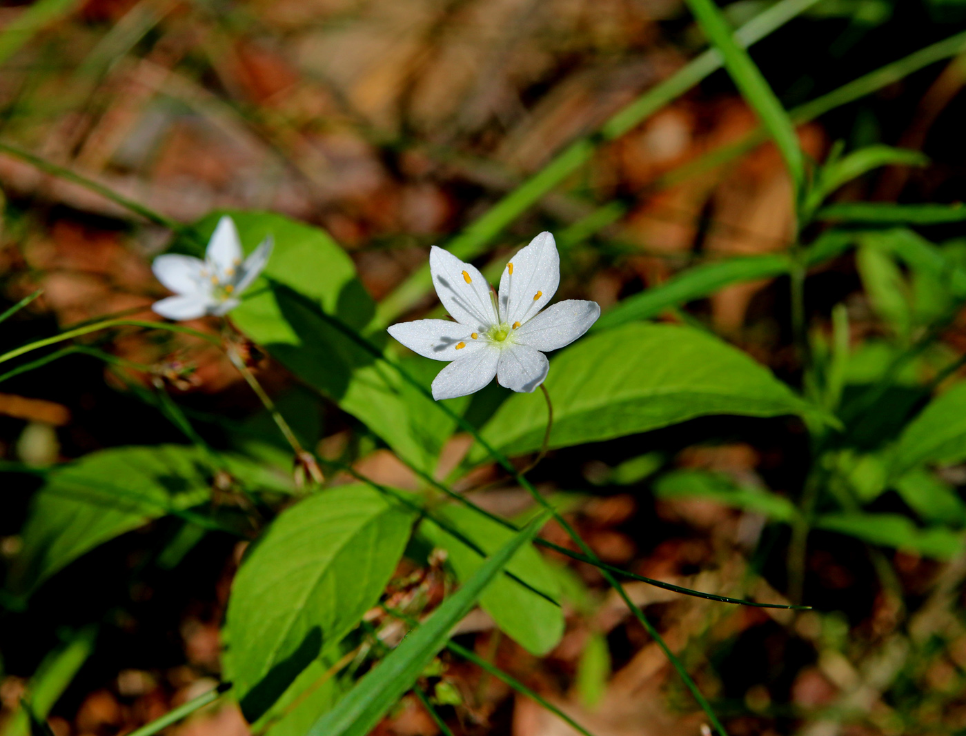 Изображение особи Trientalis europaea.