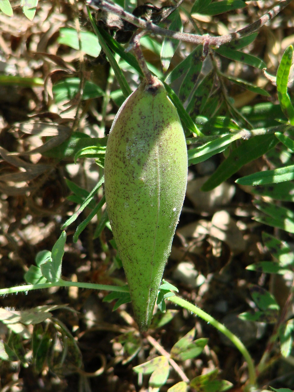 Изображение особи Vincetoxicum sibiricum.