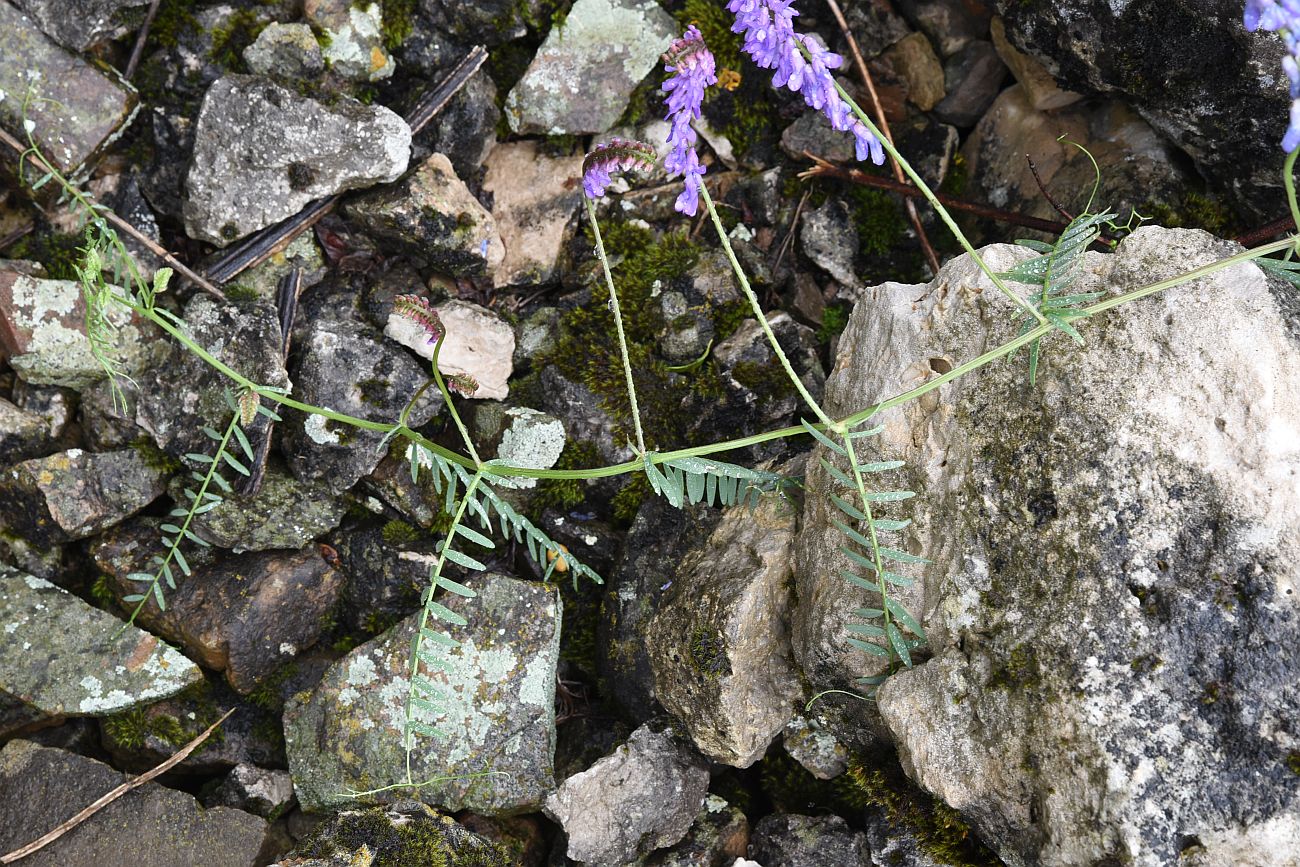 Image of Vicia grossheimii specimen.