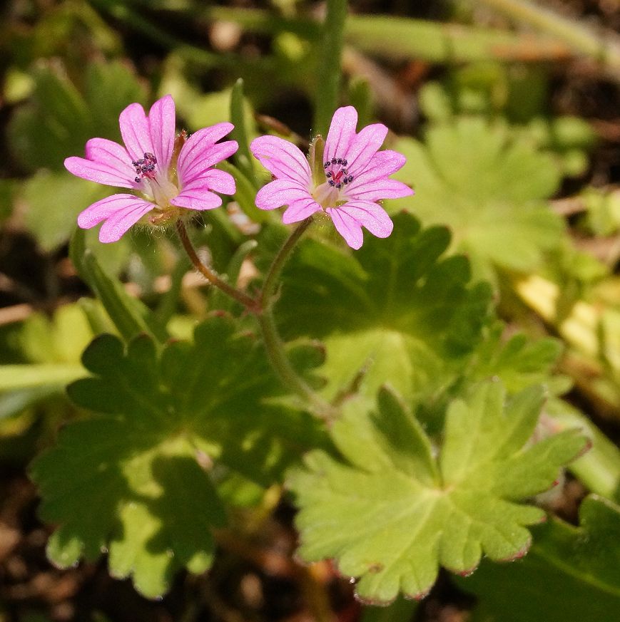 Изображение особи Geranium molle.