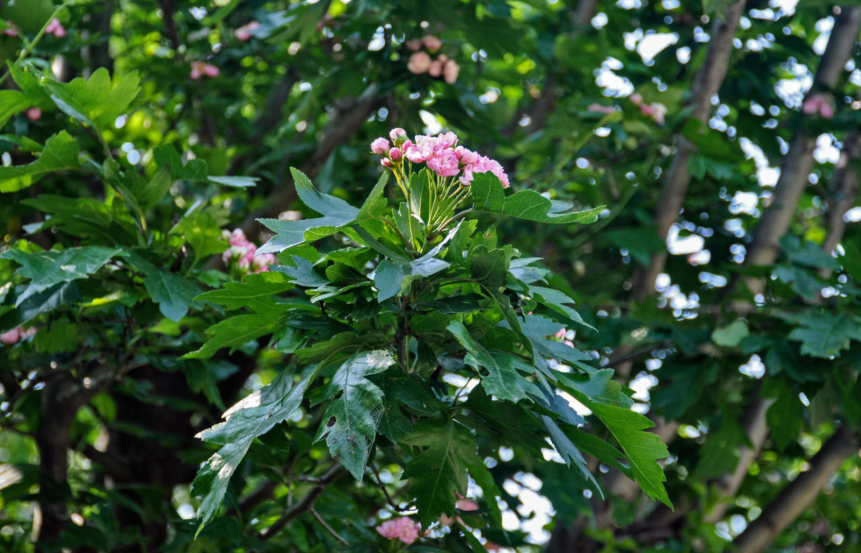 Изображение особи Crataegus &times; media.