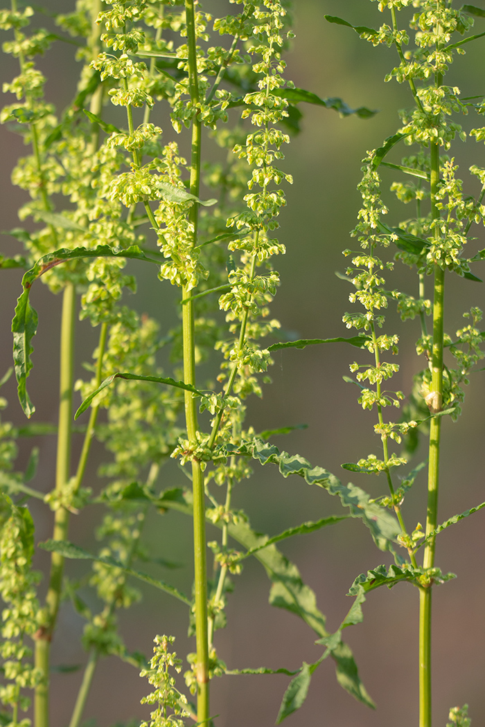 Image of Rumex crispus specimen.