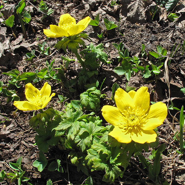 Image of Trollius ranunculinus specimen.