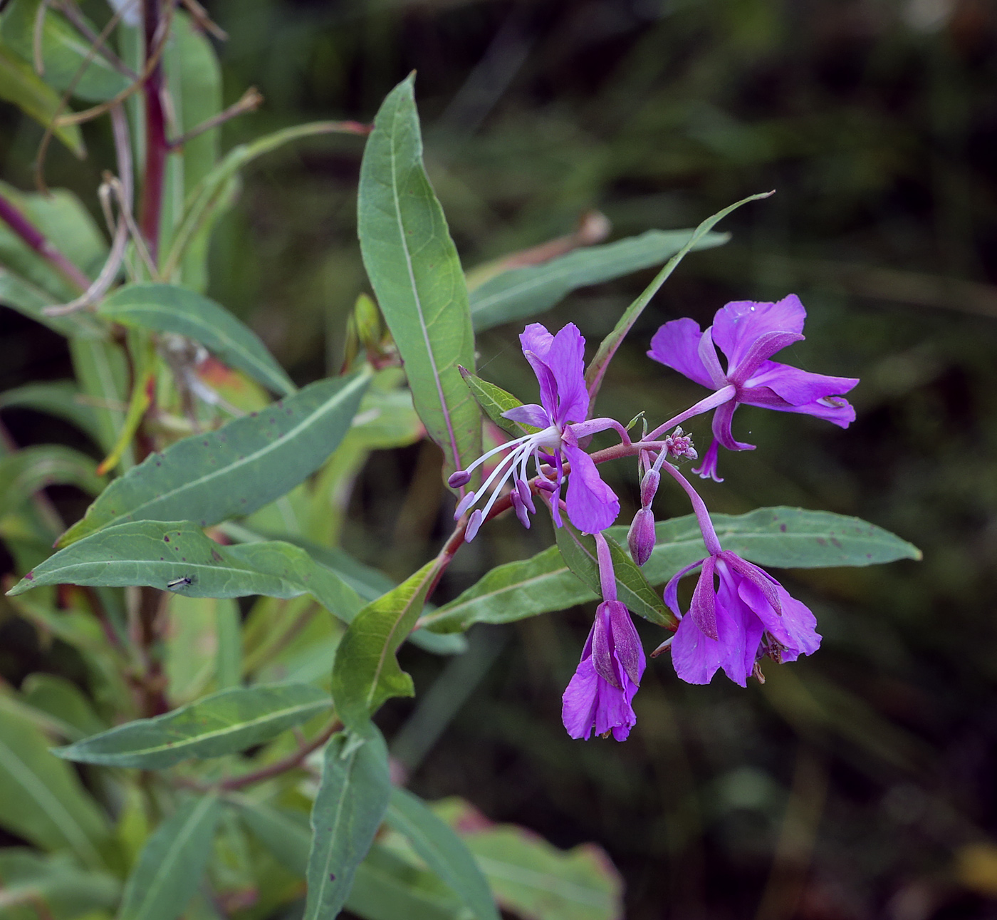 Image of Chamaenerion angustifolium specimen.