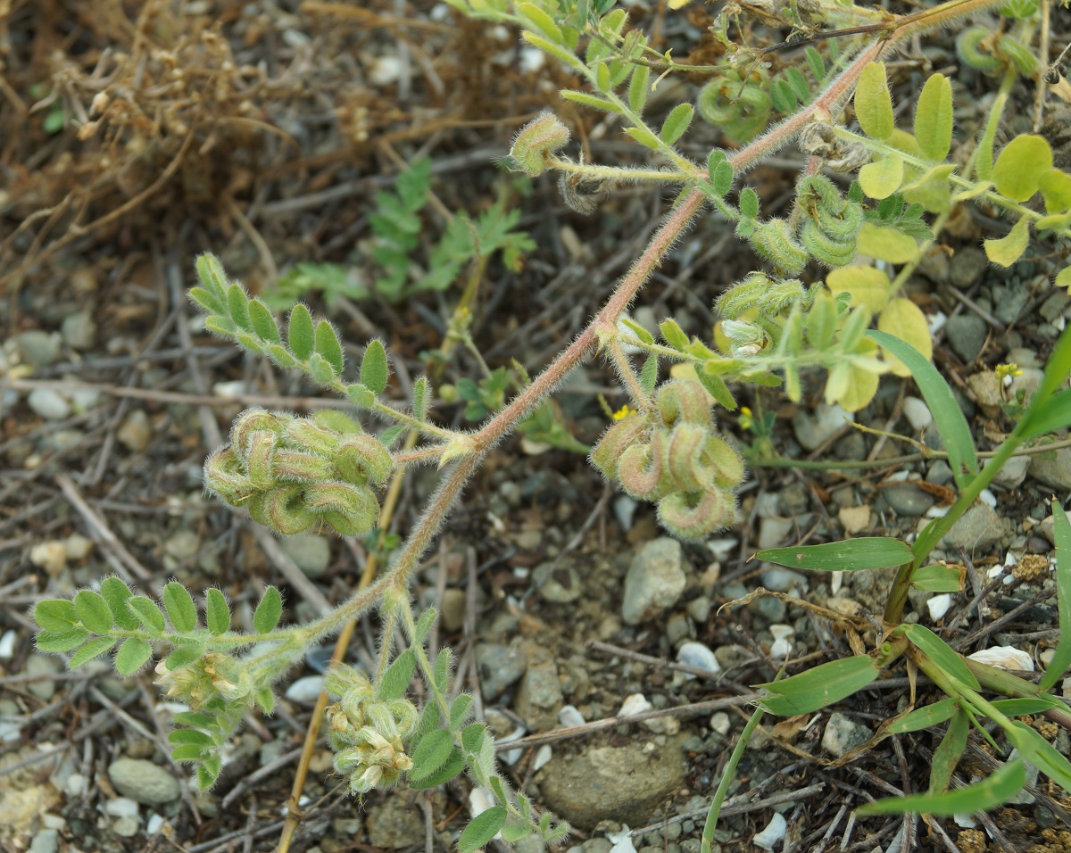 Изображение особи Astragalus contortuplicatus.