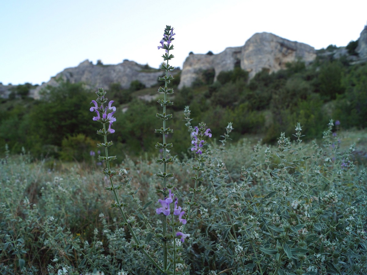 Image of Salvia virgata specimen.