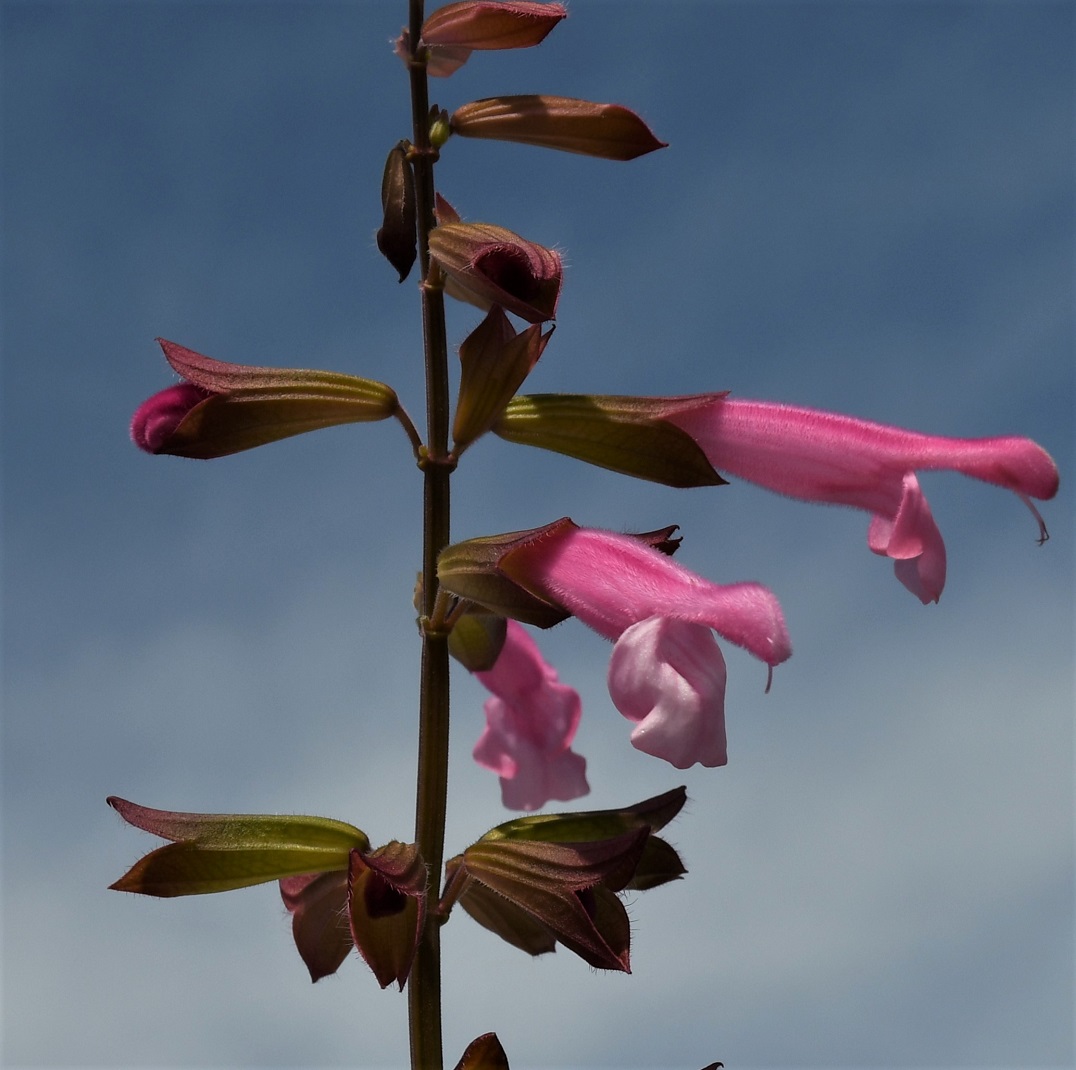 Image of Salvia dorisiana specimen.