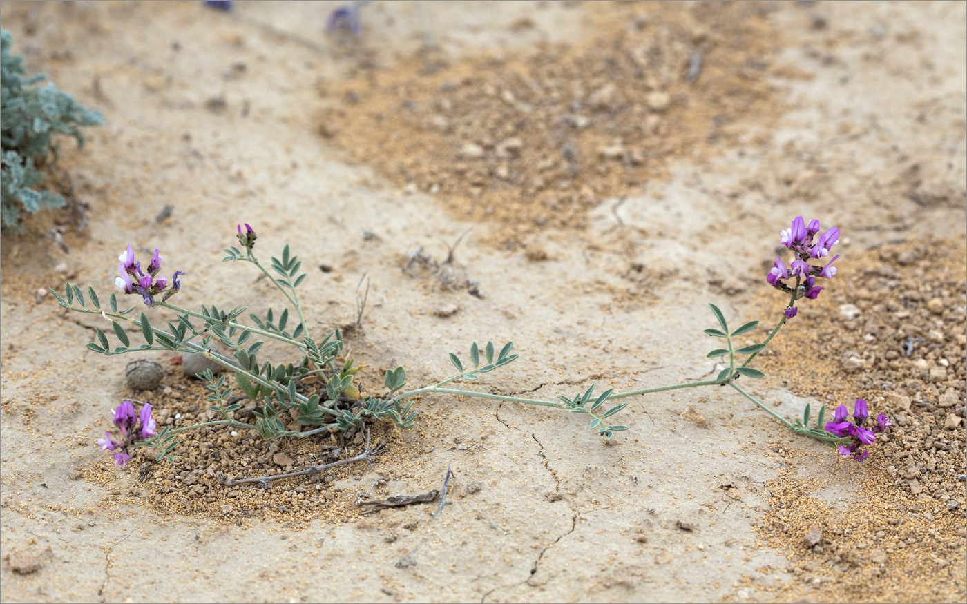 Изображение особи род Astragalus.