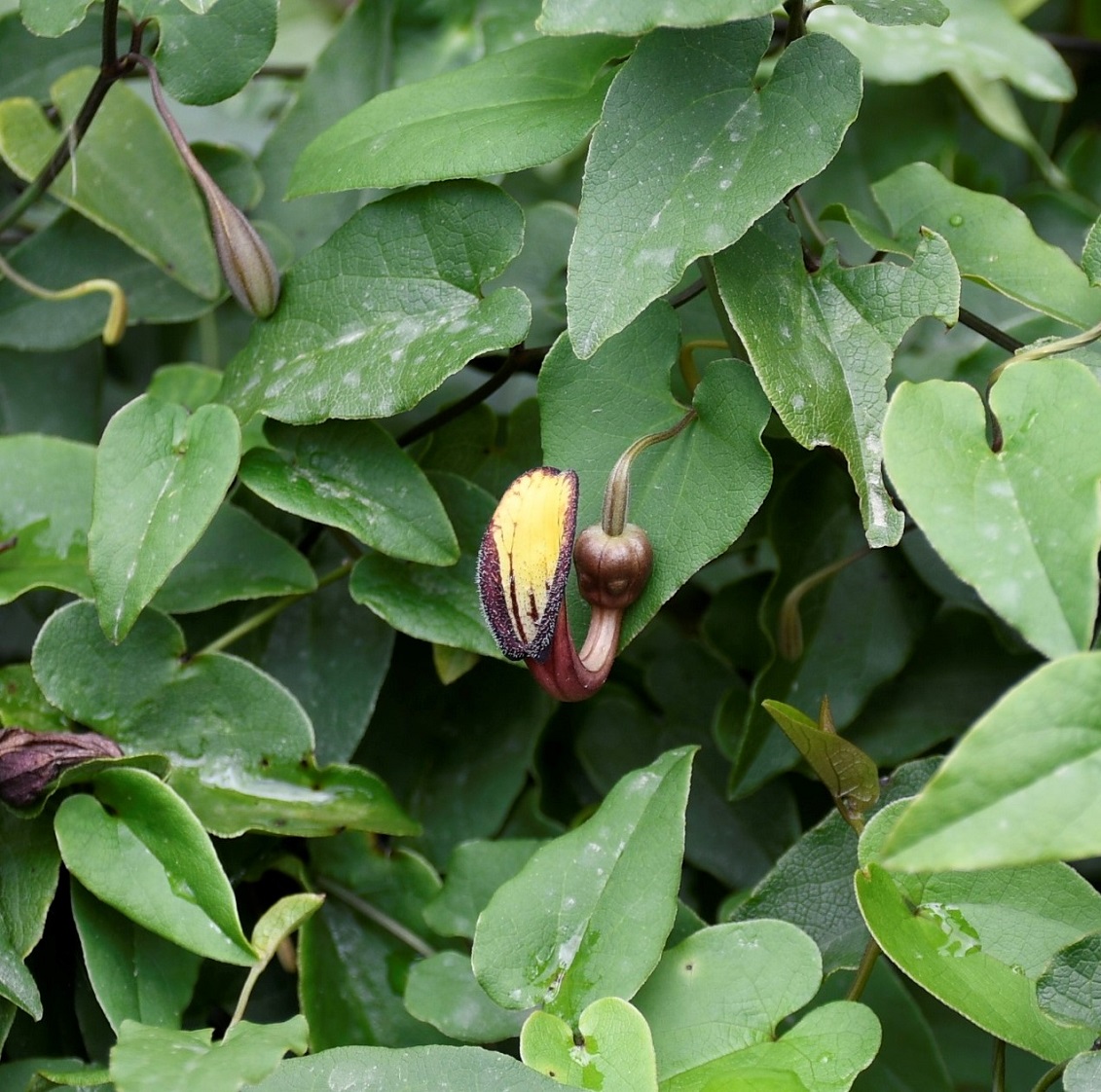 Изображение особи Aristolochia sempervirens.