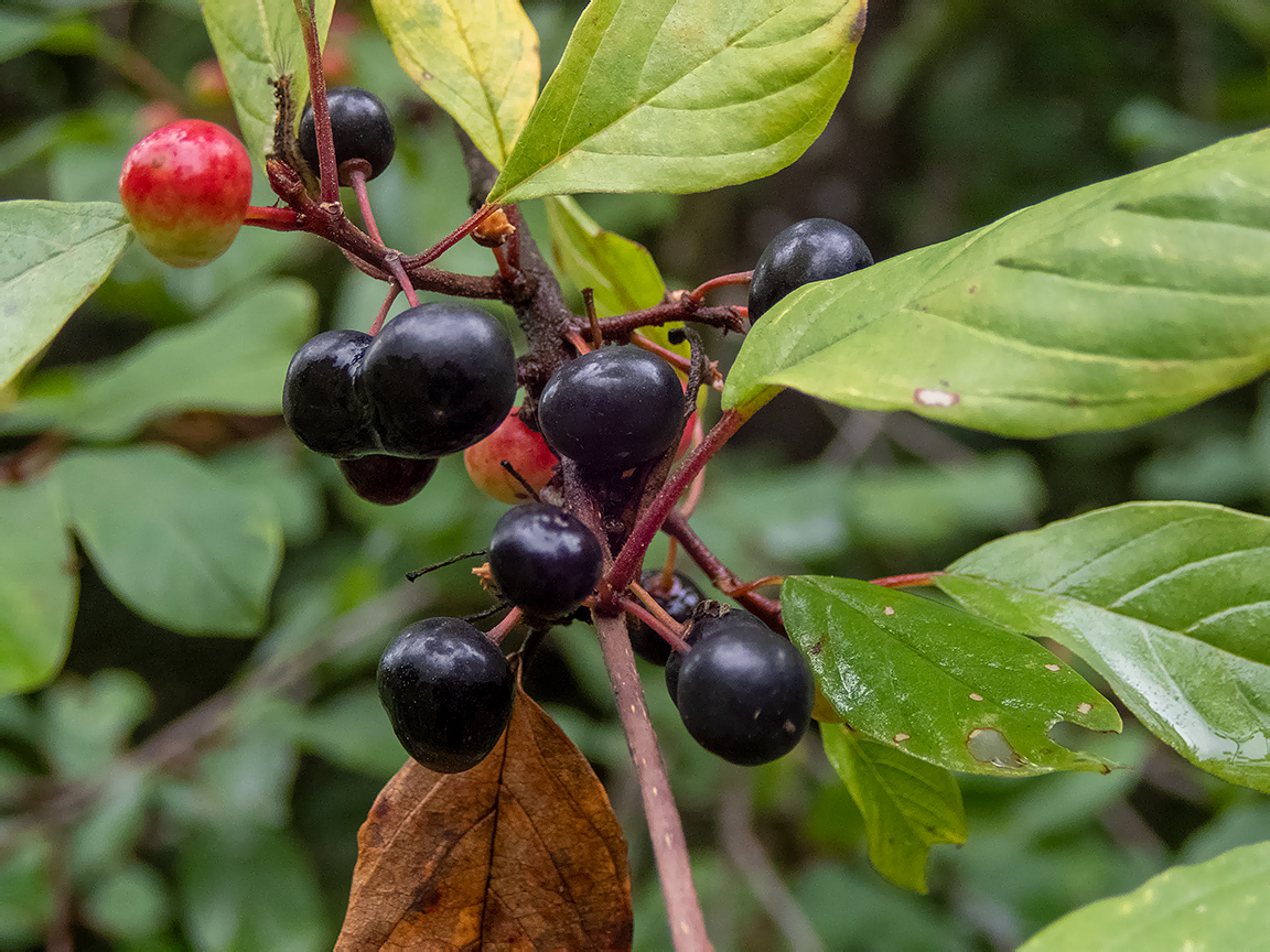 Изображение особи Frangula alnus.