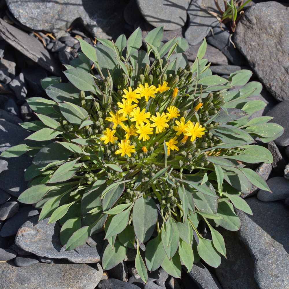 Image of Crepis jacutica specimen.