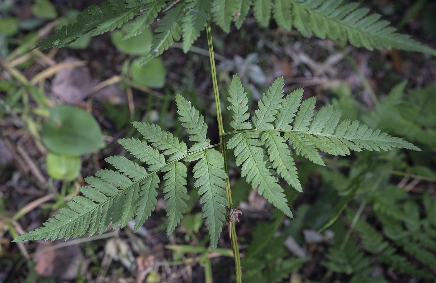 Image of Dryopteris expansa specimen.