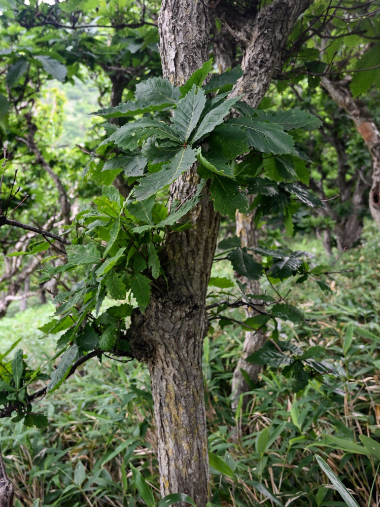 Изображение особи Quercus crispula.