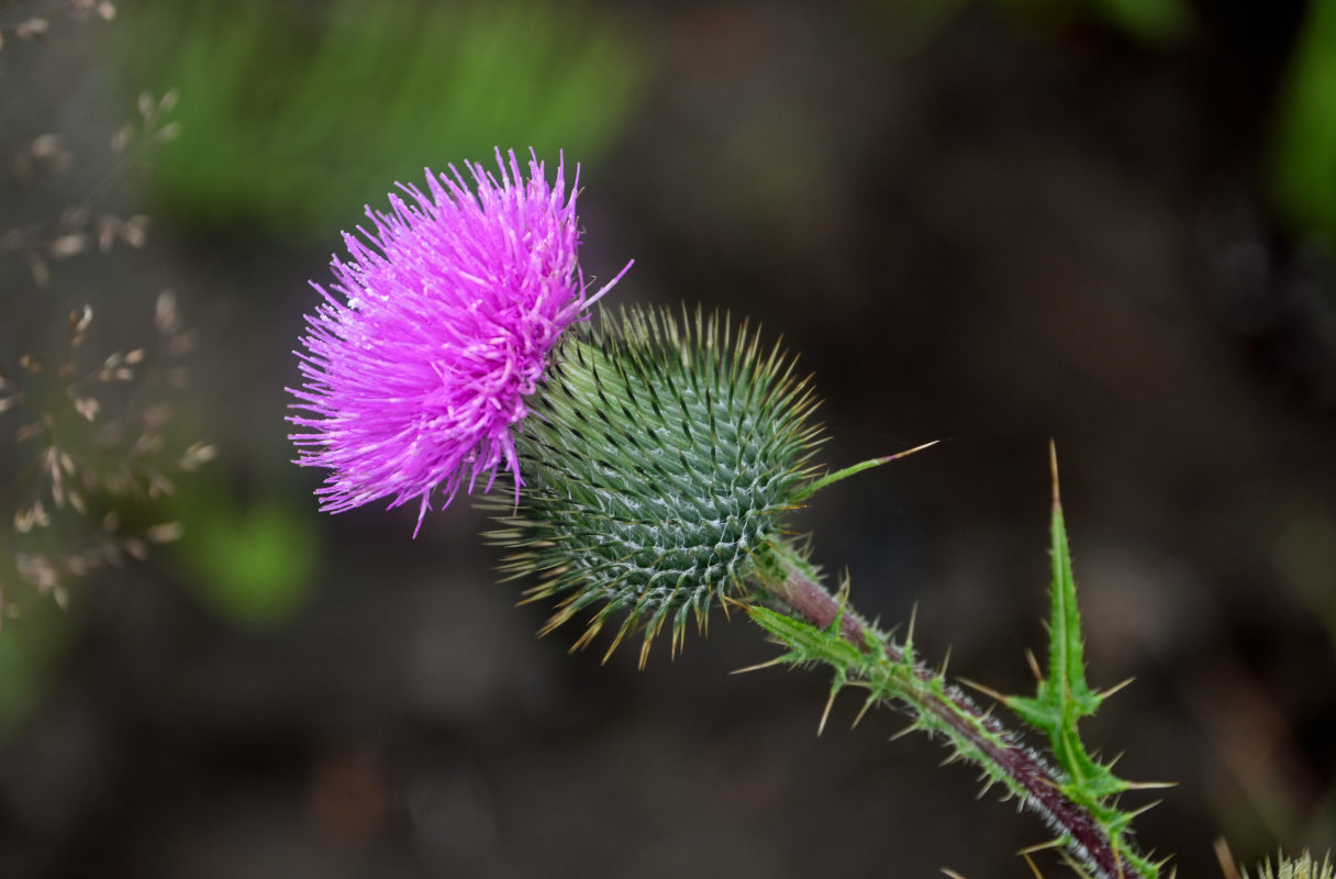 Image of Cirsium vulgare specimen.