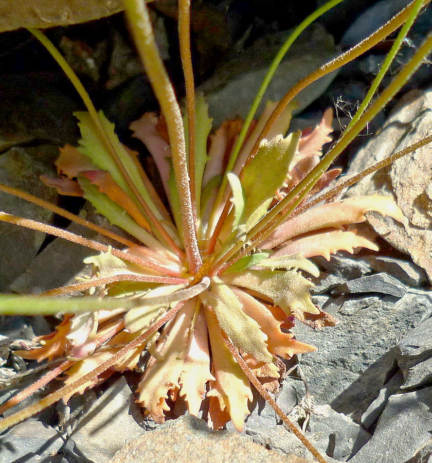 Image of Androsace lactiflora specimen.