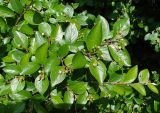 Cotoneaster lucidus