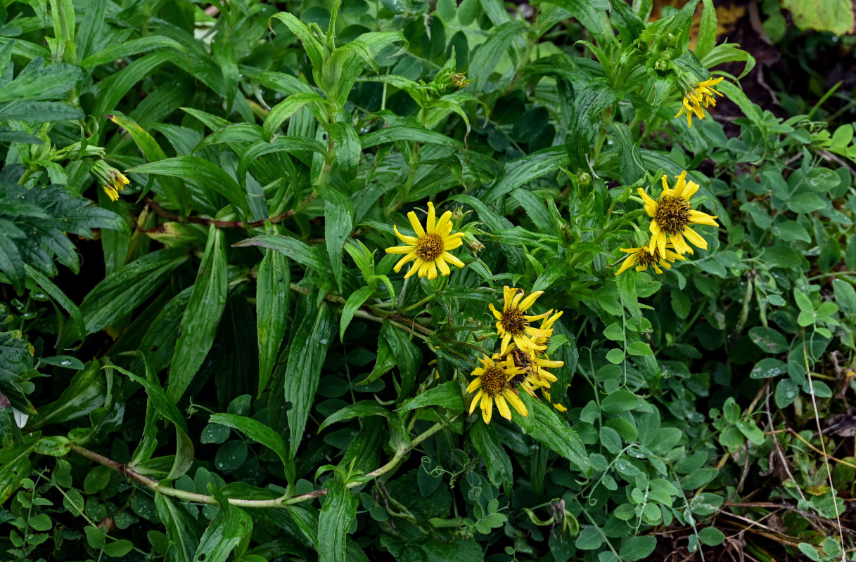 Изображение особи Arnica sachalinensis.