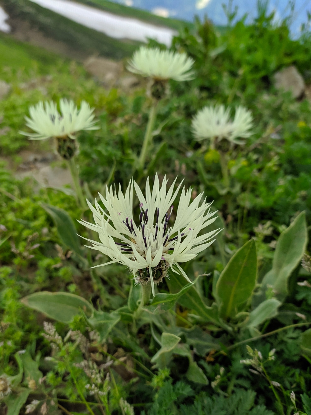 Image of Centaurea cheiranthifolia specimen.