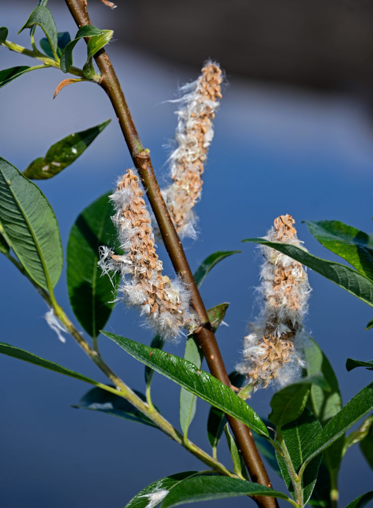 Image of genus Salix specimen.