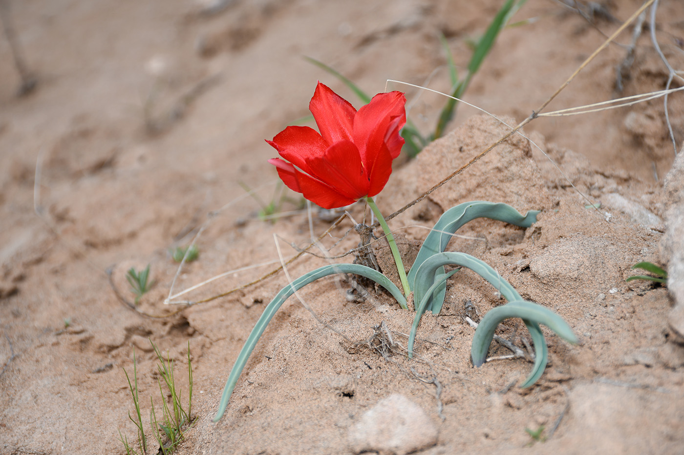 Изображение особи Tulipa korolkowii.