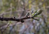 Fraxinus pennsylvanica