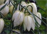 Fritillaria meleagris