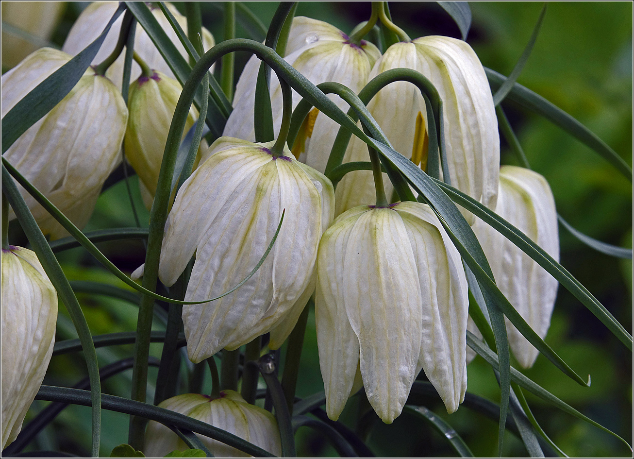 Изображение особи Fritillaria meleagris.