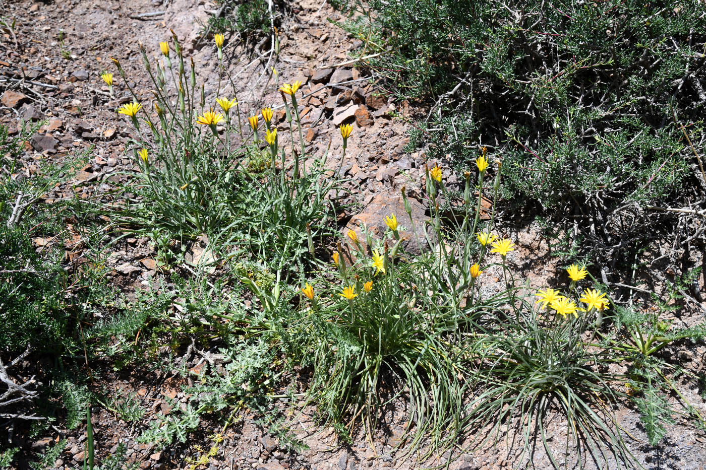 Image of genus Scorzonera specimen.