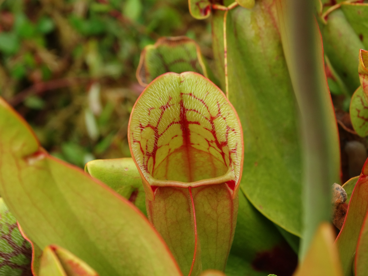 Image of Sarracenia purpurea specimen.