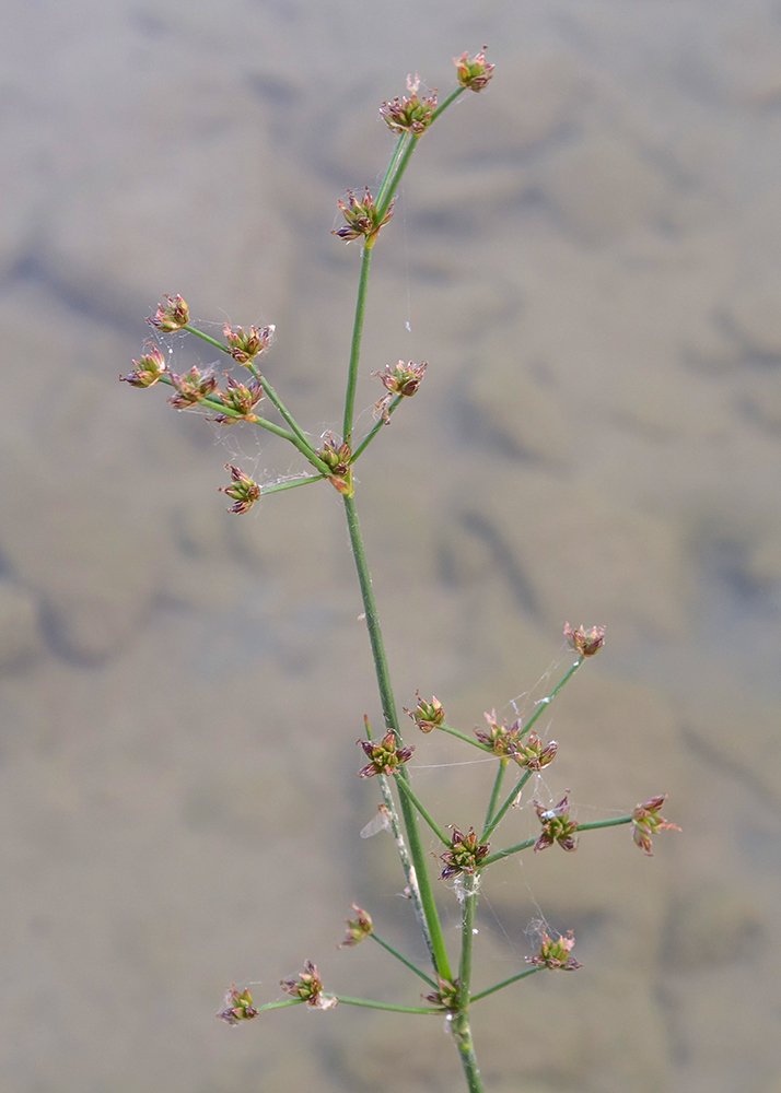 Image of Juncus articulatus specimen.