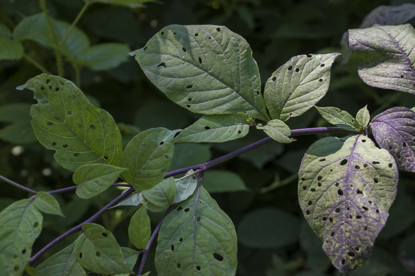 Image of Atropa caucasica specimen.