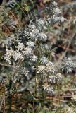 Teucrium capitatum