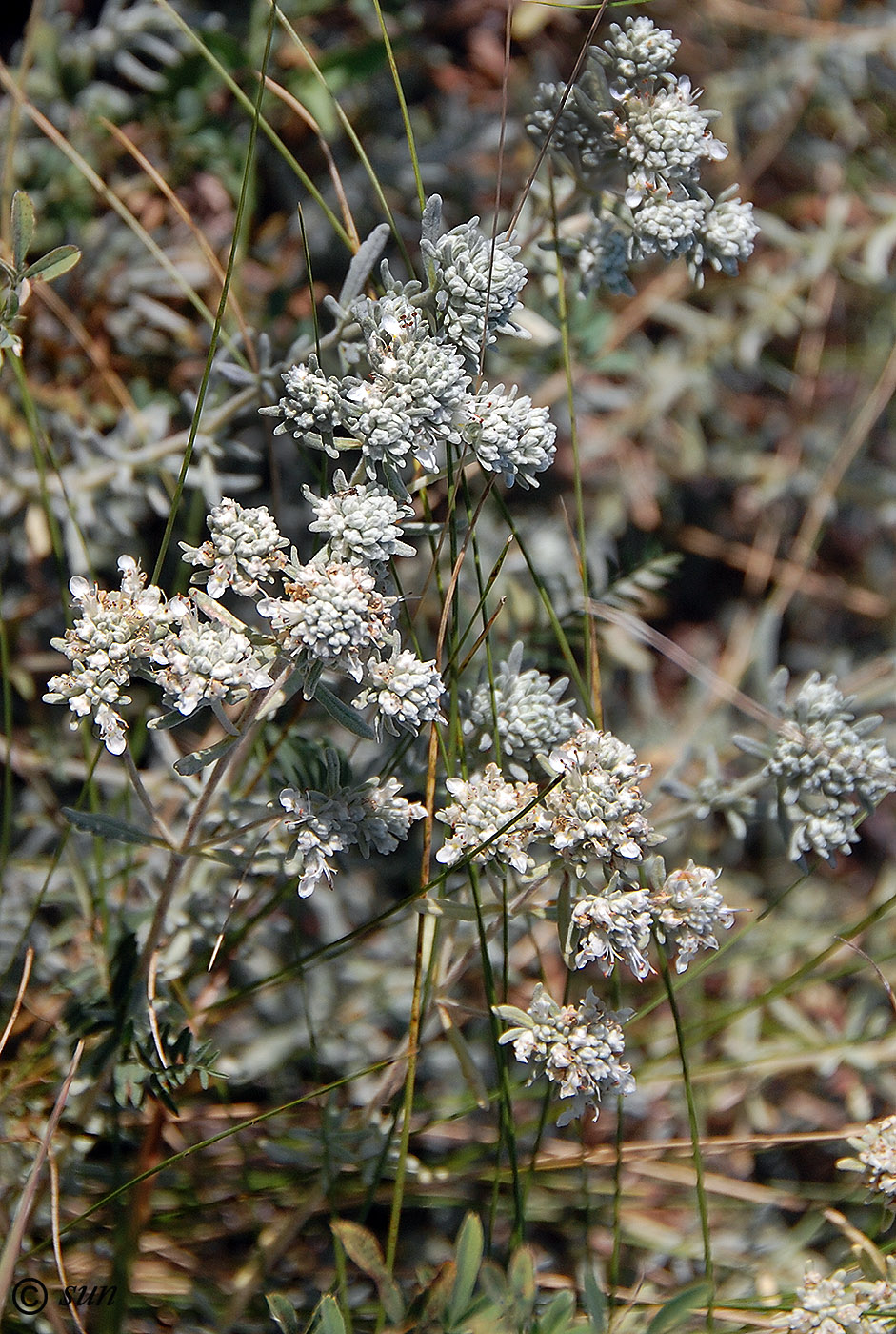 Изображение особи Teucrium capitatum.