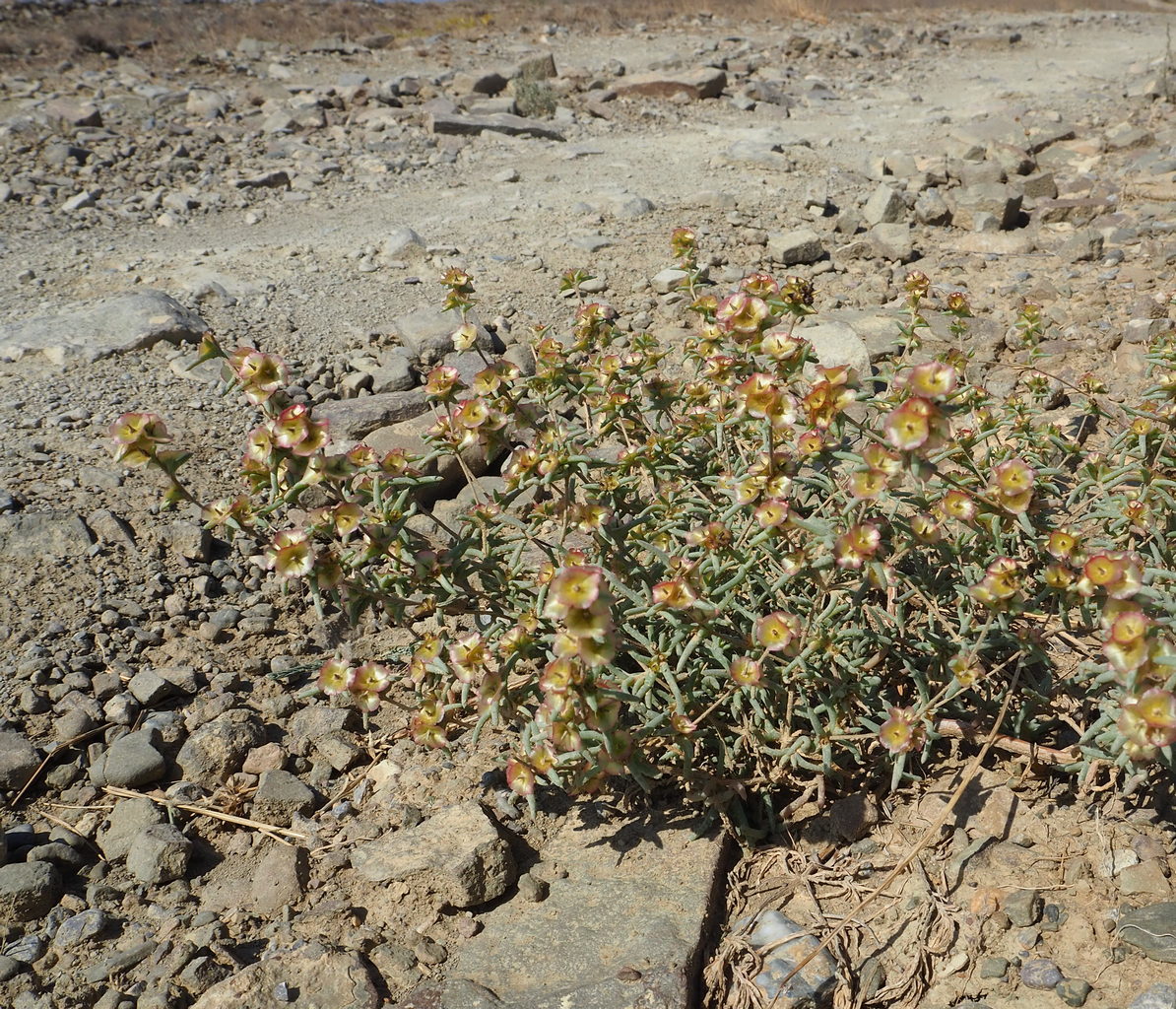 Image of Pyankovia brachiata specimen.