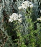 Achillea nobilis. Верхушки цветущих растений в сообществе с Galatella villosa. Краснодарский край, м/о Анапа, окр. станицы Благовещенская, высокий берег Бугазского лимана между Бугазской косой и косой Голенькой. 09.06.2021.