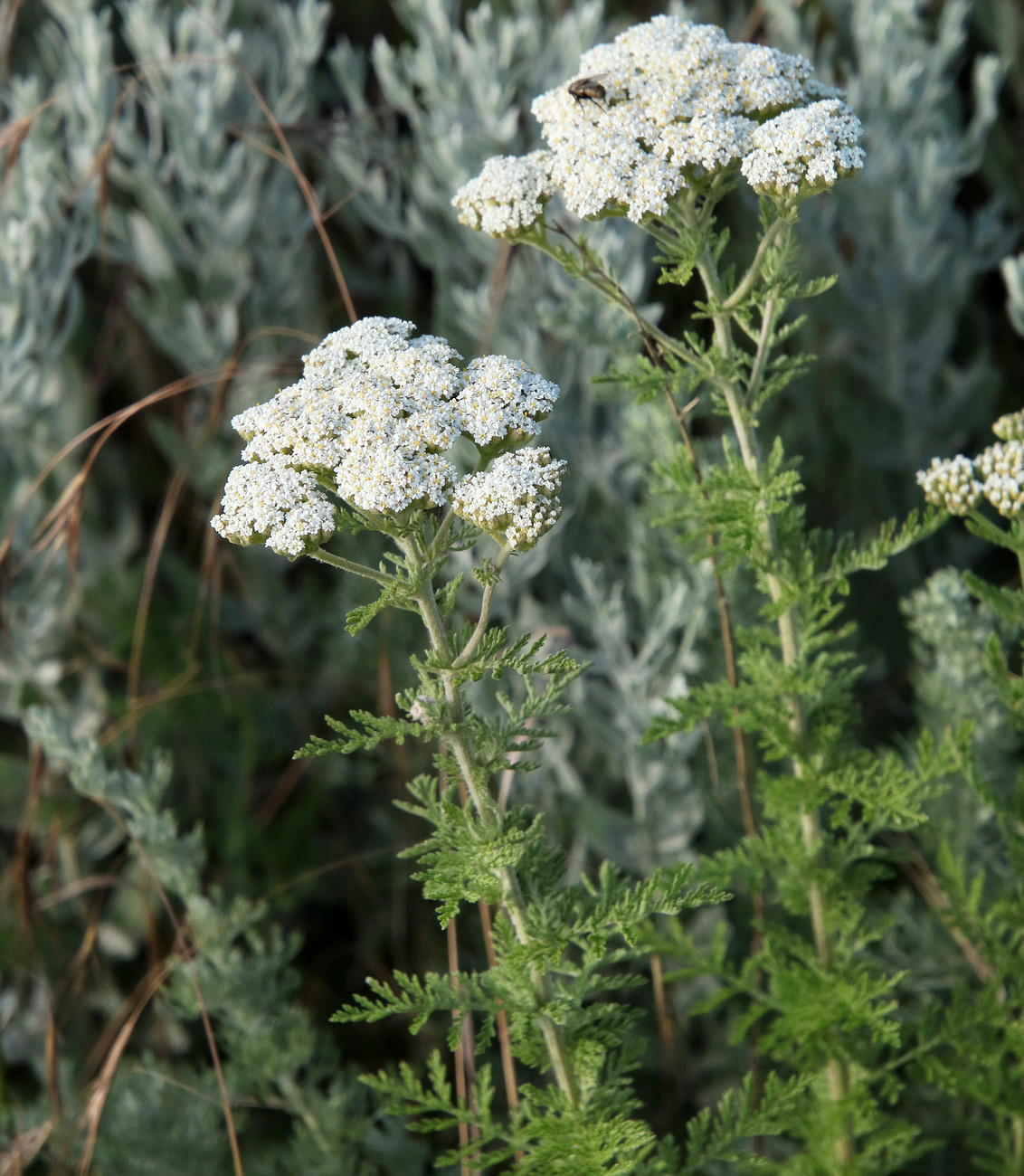 Изображение особи Achillea nobilis.