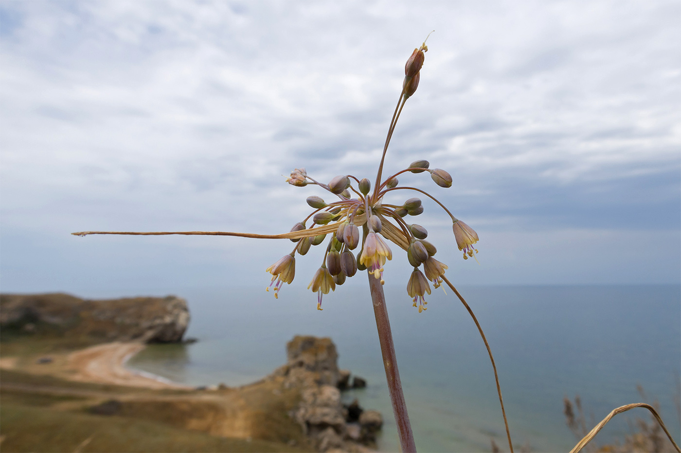 Image of Allium paczoskianum specimen.